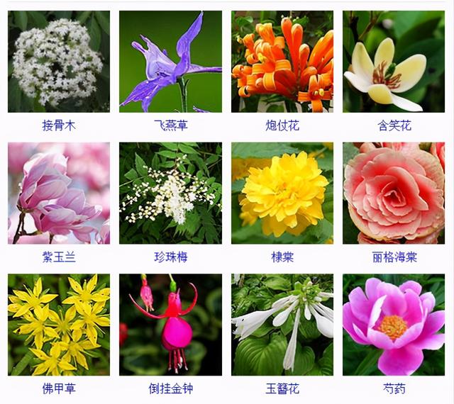 全民花评，绽放的美丽引发大众共鸣