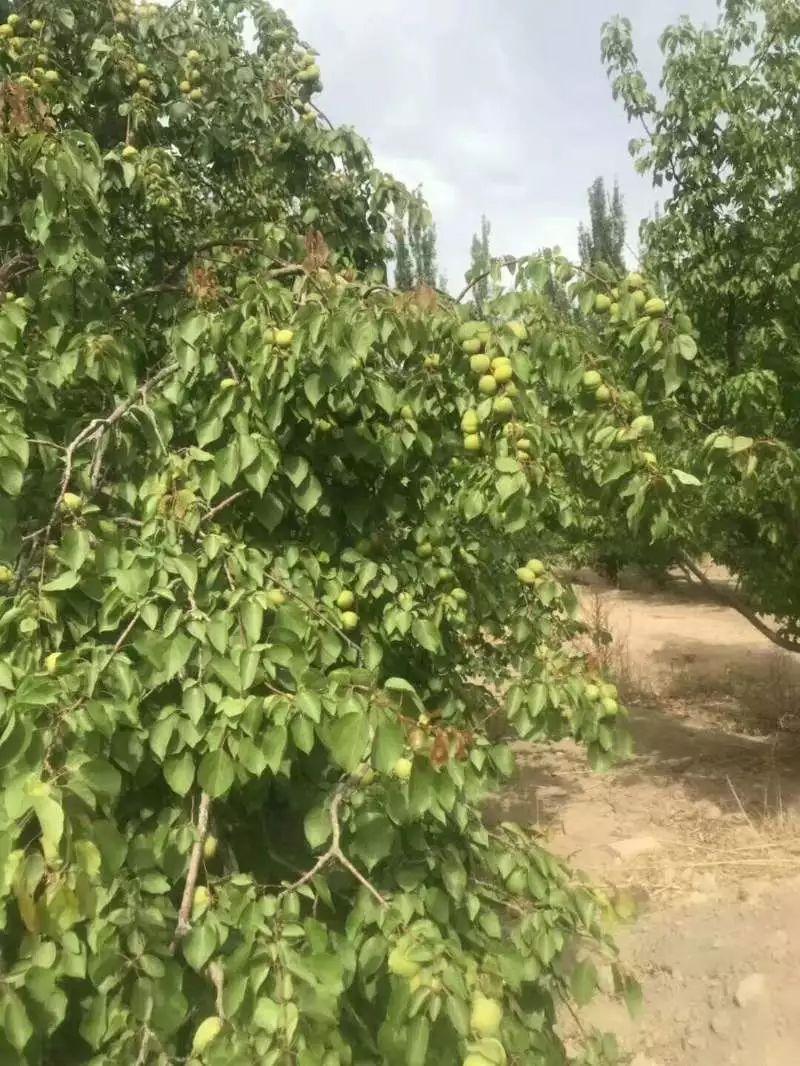 乌鲁木齐蔬菜价格实时更新，最新概览